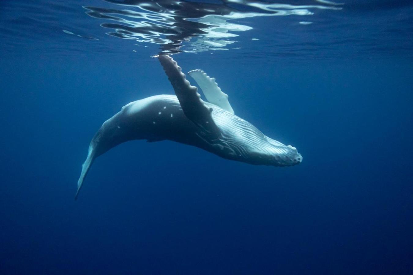 Maui Homestay Vue Ocean Exceptionnelle & Baleines En Saison Tohautu Exteriör bild