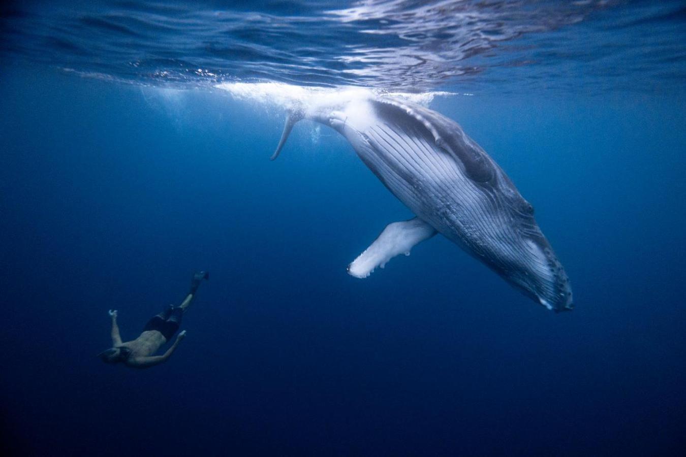 Maui Homestay Vue Ocean Exceptionnelle & Baleines En Saison Tohautu Exteriör bild